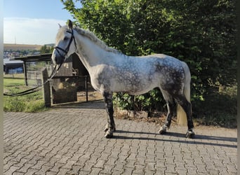 Weitere Warmblüter, Wallach, 10 Jahre, 170 cm, Apfelschimmel