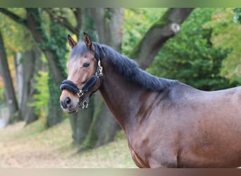 Weitere Warmblüter, Wallach, 10 Jahre, 170 cm, Brauner