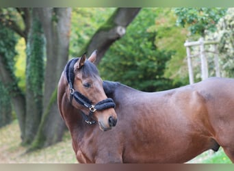 Weitere Warmblüter, Wallach, 10 Jahre, 170 cm, Brauner