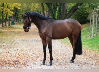 Weitere Warmblüter, Wallach, 10 Jahre, 170 cm, Brauner