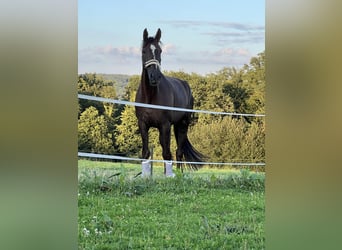 Weitere Warmblüter, Wallach, 10 Jahre, 170 cm
