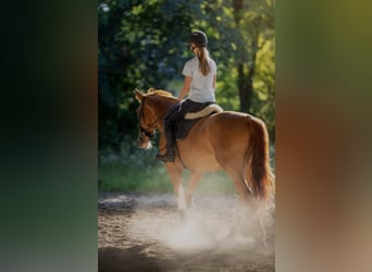 Weitere Warmblüter, Wallach, 10 Jahre, 170 cm, Fuchs