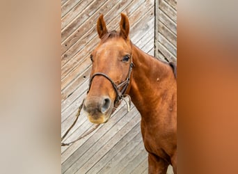 Weitere Warmblüter, Wallach, 10 Jahre, 170 cm, Fuchs