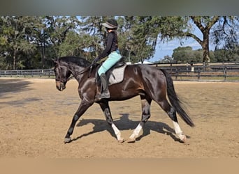 Weitere Warmblüter, Wallach, 10 Jahre, 170 cm, Rotbrauner