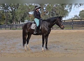 Weitere Warmblüter, Wallach, 10 Jahre, 170 cm, Rotbrauner