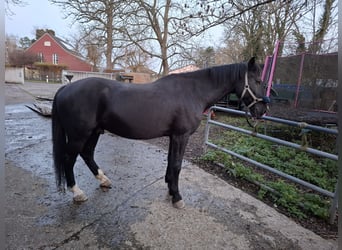 Weitere Warmblüter, Wallach, 10 Jahre, 170 cm, Schwarzbrauner