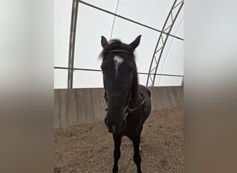 Weitere Warmblüter, Wallach, 10 Jahre, 170 cm, Schwarzbrauner