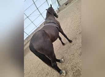 Weitere Warmblüter, Wallach, 10 Jahre, 170 cm, Schwarzbrauner