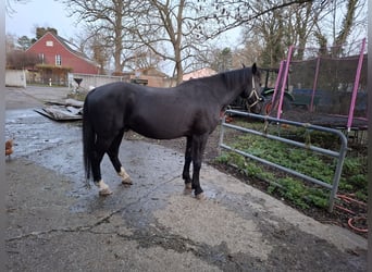 Weitere Warmblüter, Wallach, 10 Jahre, 170 cm, Schwarzbrauner