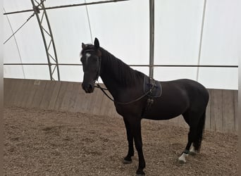 Weitere Warmblüter, Wallach, 10 Jahre, 170 cm, Schwarzbrauner