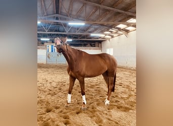 Weitere Warmblüter, Wallach, 10 Jahre, 174 cm, Fuchs