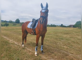 Weitere Warmblüter, Wallach, 10 Jahre, 175 cm, Brauner