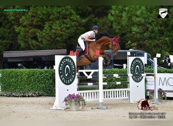 Weitere Warmblüter, Wallach, 10 Jahre, 175 cm, Brauner