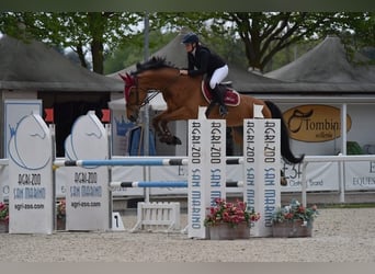 Weitere Warmblüter, Wallach, 10 Jahre, 175 cm, Brauner