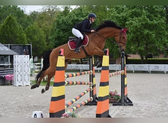 Weitere Warmblüter, Wallach, 10 Jahre, 175 cm, Brauner