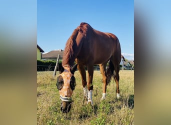 Weitere Warmblüter, Wallach, 10 Jahre, 175 cm, Fuchs