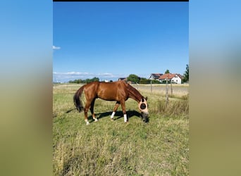 Weitere Warmblüter, Wallach, 10 Jahre, 175 cm, Fuchs