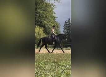 Weitere Warmblüter Mix, Wallach, 11 Jahre, 150 cm, Rappe