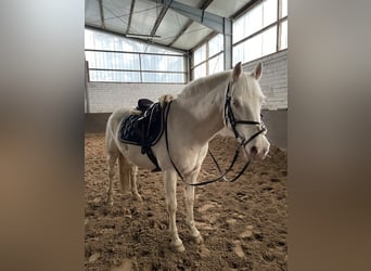 Weitere Warmblüter, Wallach, 11 Jahre, 153 cm, Cremello