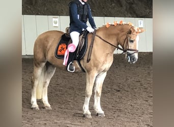 Weitere Warmblüter, Wallach, 11 Jahre, 155 cm, Apfelschimmel