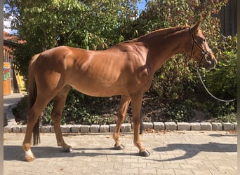 Weitere Warmblüter, Wallach, 11 Jahre, 155 cm, Apfelschimmel