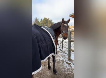 Weitere Warmblüter Mix, Wallach, 11 Jahre, 155 cm, Brauner
