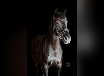 Weitere Warmblüter Mix, Wallach, 11 Jahre, 156 cm
