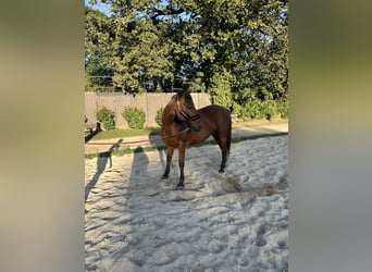 Weitere Warmblüter, Wallach, 11 Jahre, 158 cm, Brauner