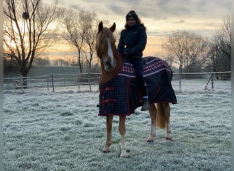 Weitere Warmblüter, Wallach, 11 Jahre, 158 cm, Fuchs