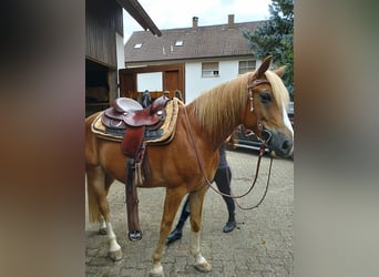 Weitere Warmblüter, Wallach, 11 Jahre, 158 cm, Fuchs