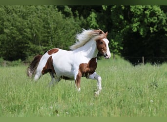 Weitere Warmblüter, Wallach, 11 Jahre, 158 cm, Tobiano-alle-Farben