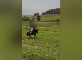 Weitere Warmblüter Mix, Wallach, 11 Jahre, 160 cm, Brauner