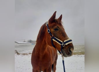 Weitere Warmblüter, Wallach, 11 Jahre, 160 cm, Dunkelfuchs