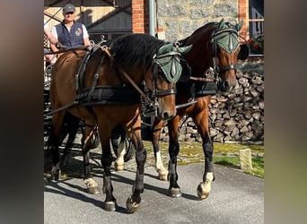 Weitere Warmblüter, Wallach, 11 Jahre, 163 cm, Brauner