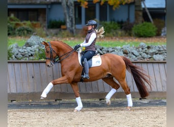 Weitere Warmblüter, Wallach, 11 Jahre, 163 cm, Dunkelfuchs