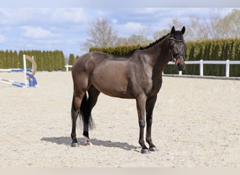 Weitere Warmblüter, Wallach, 11 Jahre, 163 cm, Rappe