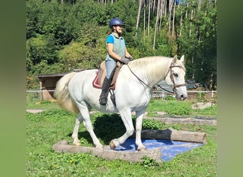 Weitere Warmblüter, Wallach, 11 Jahre, 165 cm, Schimmel
