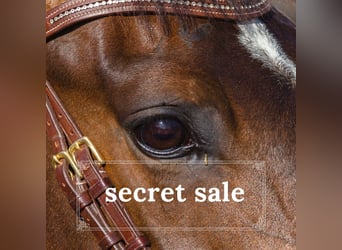 Weitere Warmblüter, Wallach, 11 Jahre, 169 cm, Brauner