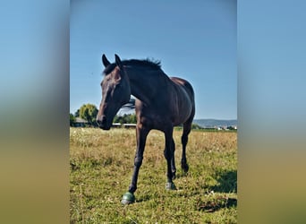 Weitere Warmblüter, Wallach, 11 Jahre, 169 cm, Dunkelbrauner