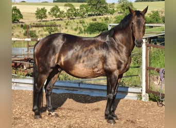 Weitere Warmblüter, Wallach, 11 Jahre, 170 cm, Brauner