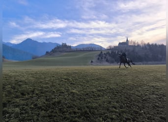 Weitere Warmblüter, Wallach, 11 Jahre, 170 cm, Brauner