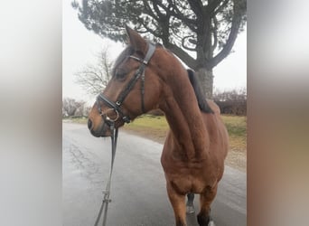 Weitere Warmblüter, Wallach, 11 Jahre, 170 cm, Brauner