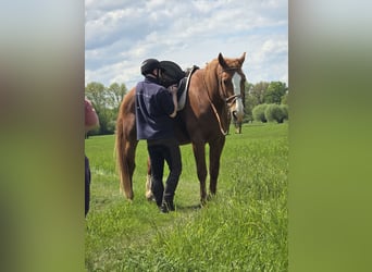 Weitere Warmblüter, Wallach, 11 Jahre, 170 cm, Fuchs