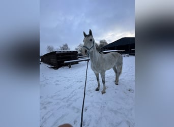 Weitere Warmblüter, Wallach, 11 Jahre, 170 cm, Schimmel