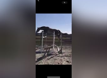 Weitere Warmblüter, Wallach, 11 Jahre, 170 cm, Schimmel