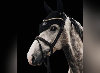 Weitere Warmblüter, Wallach, 11 Jahre, 170 cm, Schimmel