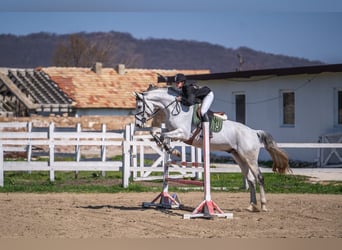 Weitere Warmblüter, Wallach, 11 Jahre, 172 cm, Schimmel