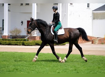 Weitere Warmblüter, Wallach, 11 Jahre, 173 cm, Rotbrauner