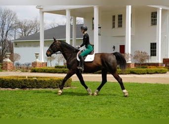 Weitere Warmblüter, Wallach, 11 Jahre, 173 cm, Rotbrauner