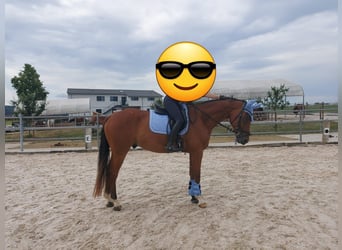 Weitere Warmblüter, Wallach, 11 Jahre, 175 cm, Brauner